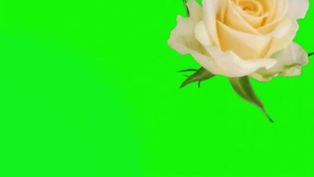 Цветы на зеленом и синем фоне GreenScreen