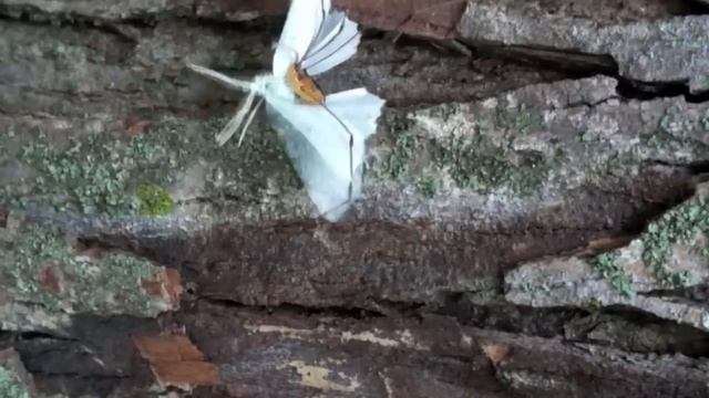 The Harvestman and the Moth смотреть онлайн
