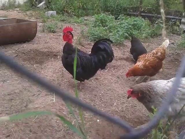 Перекличка петухов #петух #кукареку #курятник #несушки #henhouse #roostercrows #rooster #laying Hens