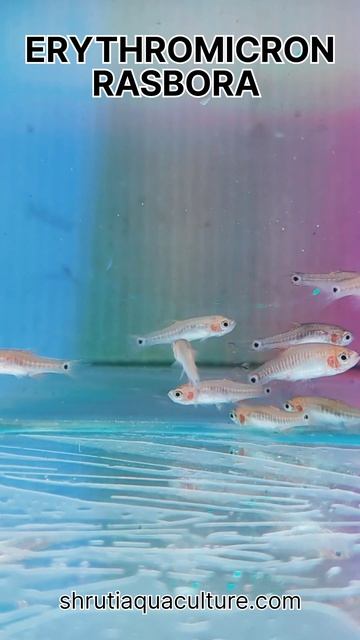 ERYTHROMICRON RASBORA смотреть онлайн