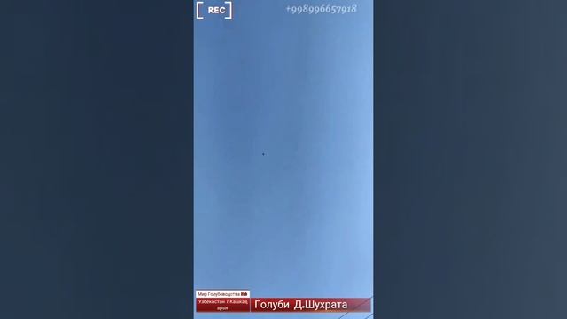 Узбекские Двухчубые Оптом Продаются,Оптомга Сотилади Узбек кушлари,09.01.2022г #pigeons смотреть онлайн