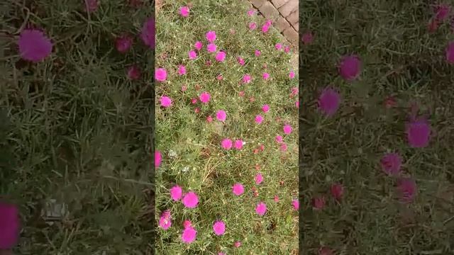 Pink,White and yellow Moss Ross| #flowers #moss_rose #pink_mossrose #white_mossrose #romii_agraria смотреть онлайн