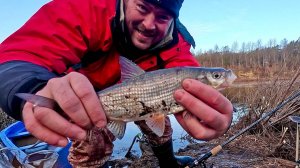 Открытие сезона на реке Луга, ловля Сырти (Вимба), на фидер и донку. Разведка боем состоялась!