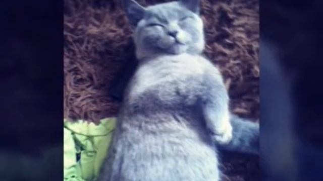Мой кот ссылка в описание смотреть онлайн