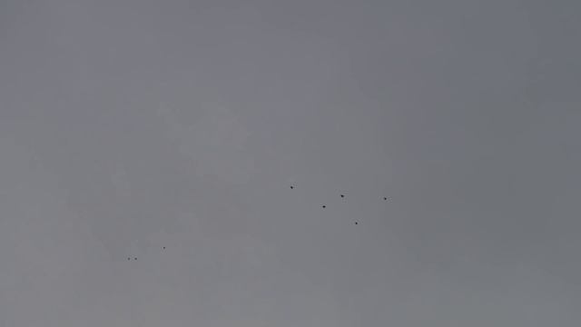 Полет голубей 2 часа 20 минут. смотреть онлайн