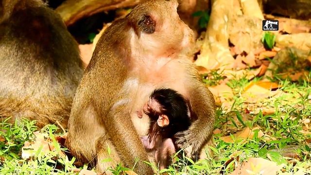 Just Newborn, Mom Leave Baby|Newborn Is Newborn Can't Walk Follow Mom|Don't Try To Leave Baby Pleas