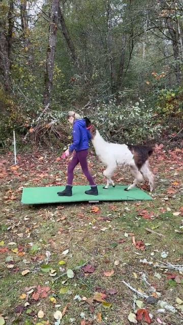Llama on a teeter totter! 🦙#shorts #llamas #farmlife смотреть онлайн