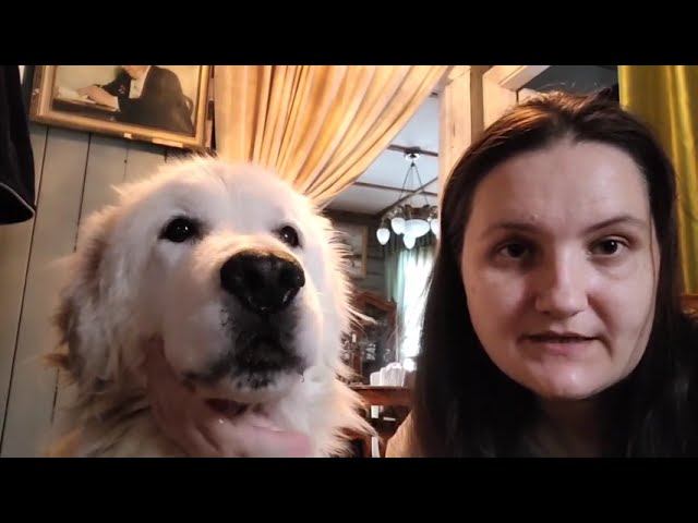 Лапароскопическая стерилизация крупной суки (отзыв) смотреть онлайн