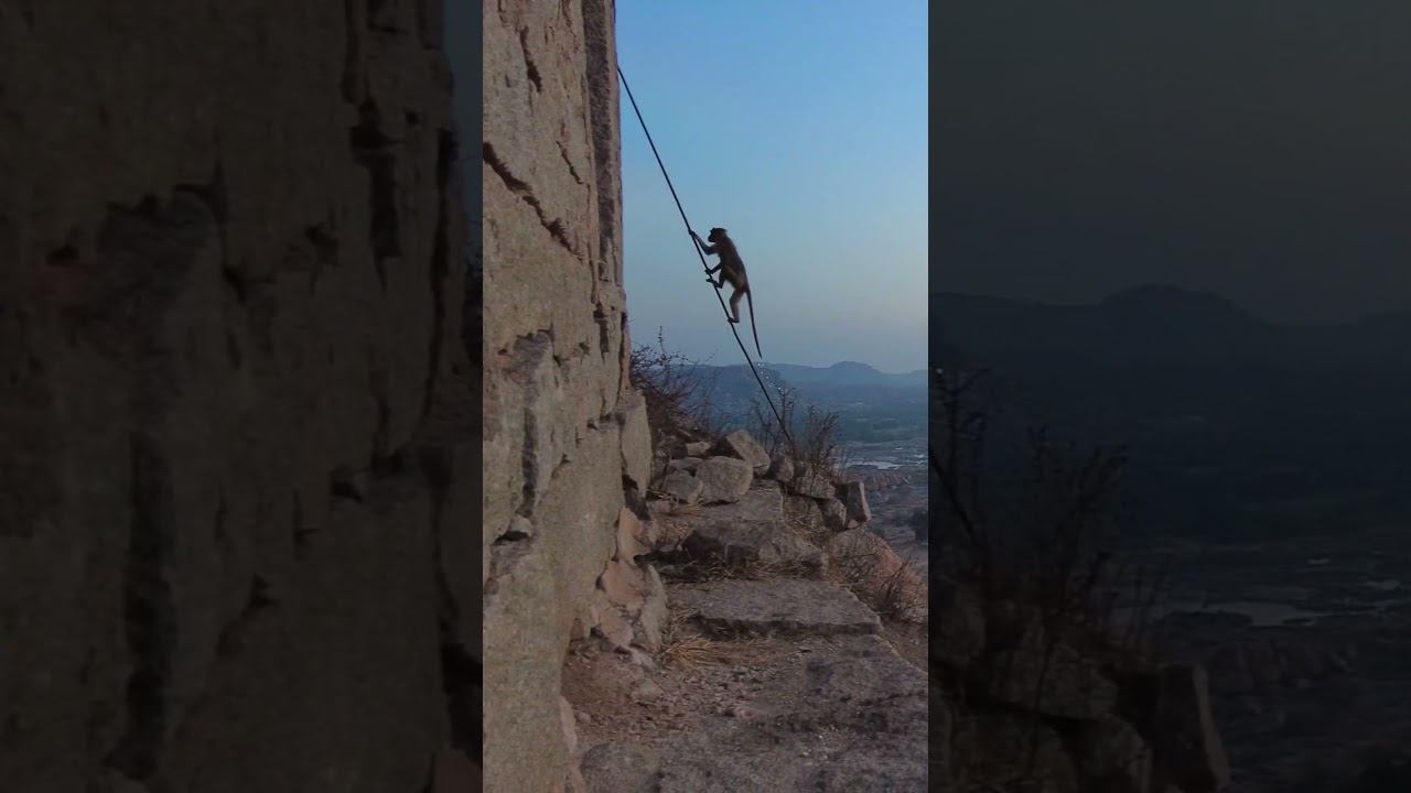 Встречаем рассвет в Хампи с обезьянами #летаемсворобьями #nature #travel