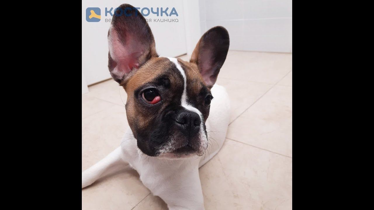 Пролапс слезной железы у собак и кошек смотреть онлайн