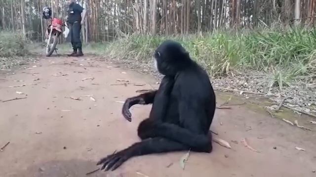 Spider Monkey Rescued смотреть онлайн