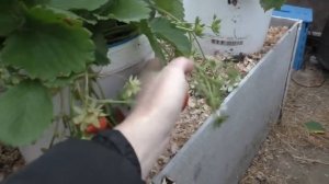 СУПЕР СПОСОБ ВЫРАЩИВАНИЯ КЛУБНИКИ В ТЕПЛИЦЕ
