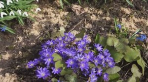 Лесные растения в саду