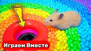 Лабиринт для Хомяка ! Вместе с Умным Хомяком выбираемся из ЛАБИРИНТА ДЛЯ ХОМЯКОВ ГЕНИЕВ 🐹