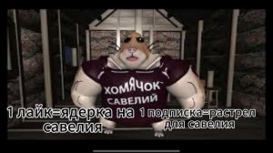 хамячок савелиййй