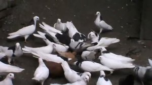 Пермские голуби.