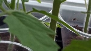 Не пропустите! Важные подкормки для рассады томатов