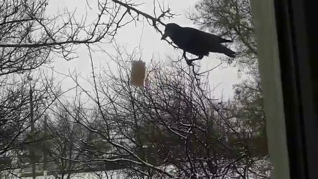 Ворон долбит сало)