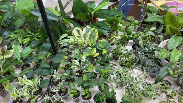 ВЫСТАВКА ЦВЕТОВ В КРАСНОДАРЕ | ТРК Галактика смотреть онлайн