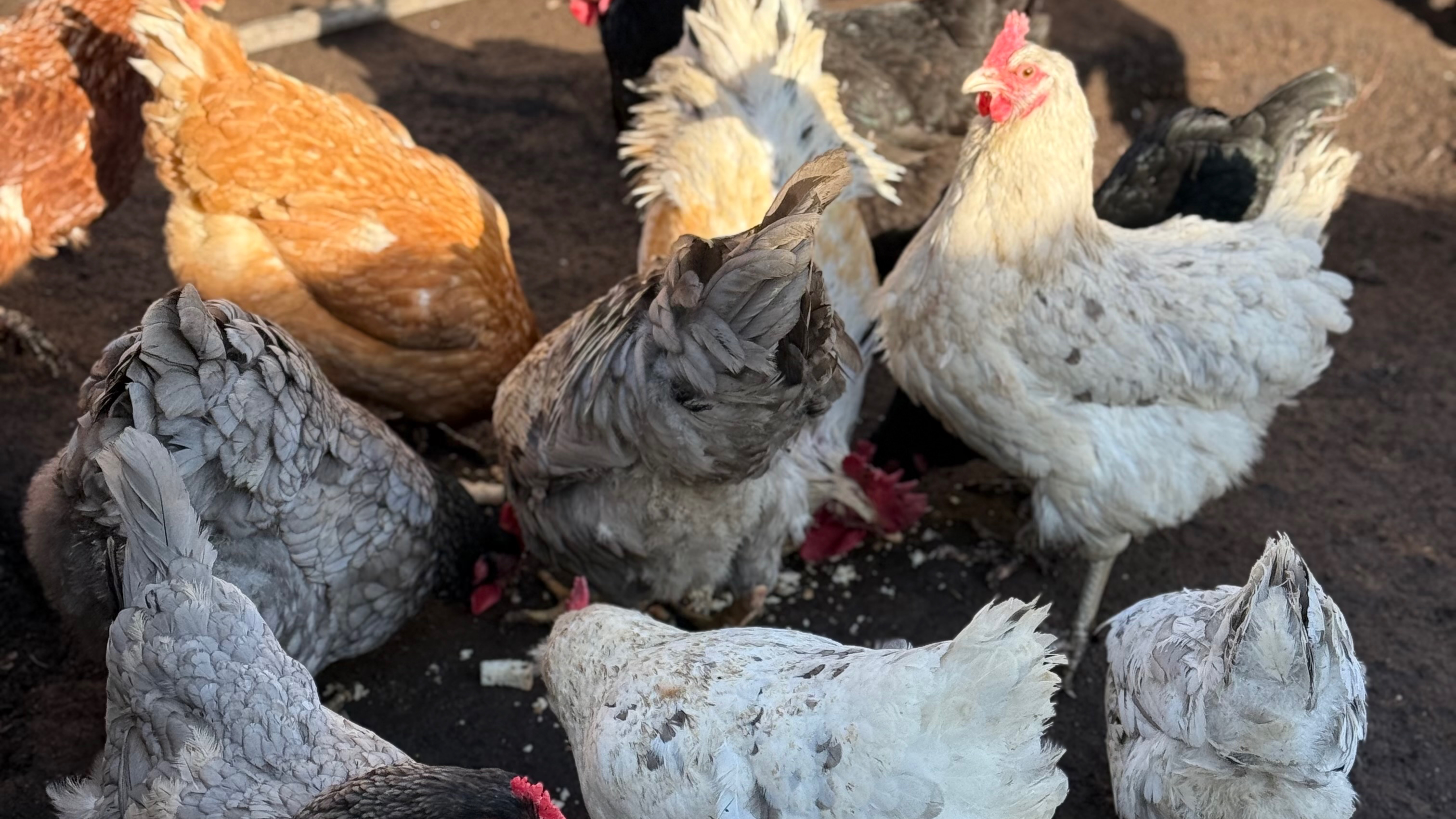 Будни в СЕЛЕ. Курочки радуются 🐓. У меня до сих пор Новый год 🎄😆 смотреть онлайн