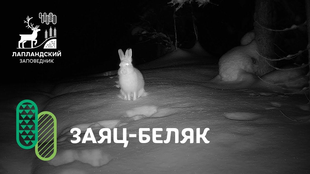 Заяц-беляк зимой. Фотоловушка Лапландского заповедника смотреть онлайн