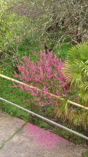 Сочи в Апреле