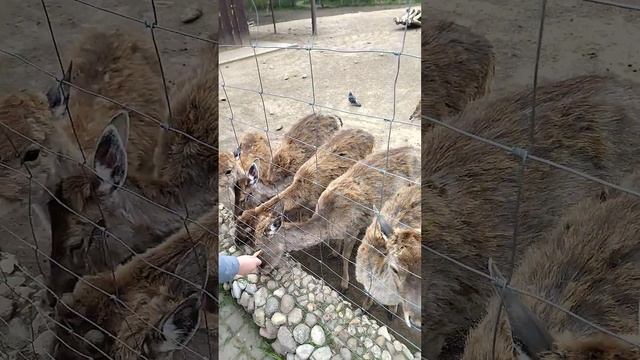 Жри гнида #животные #Станьково #беларусь #природабеларуси #олень #зоопарк #рекомендации #блог смотреть онлайн