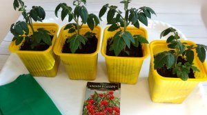 Пересадила домашние томаты в больший объем грунта и подкормила.