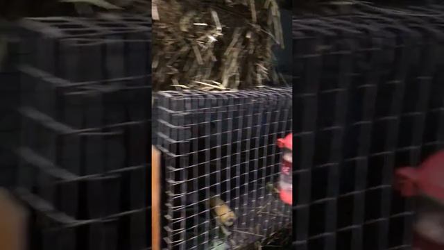 Мои кролики 2018 год. смотреть онлайн