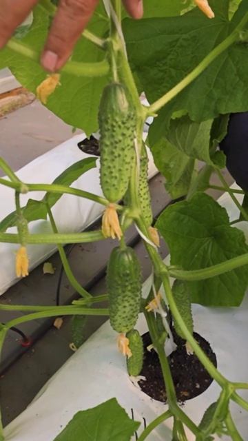 Супер ранний и вкусный огурец КСЕНИЯ F1 🥒🥒🥒 смотреть онлайн