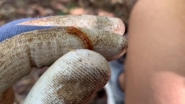 The Centipedes of Florida (Late Halloween Special) смотреть онлайн