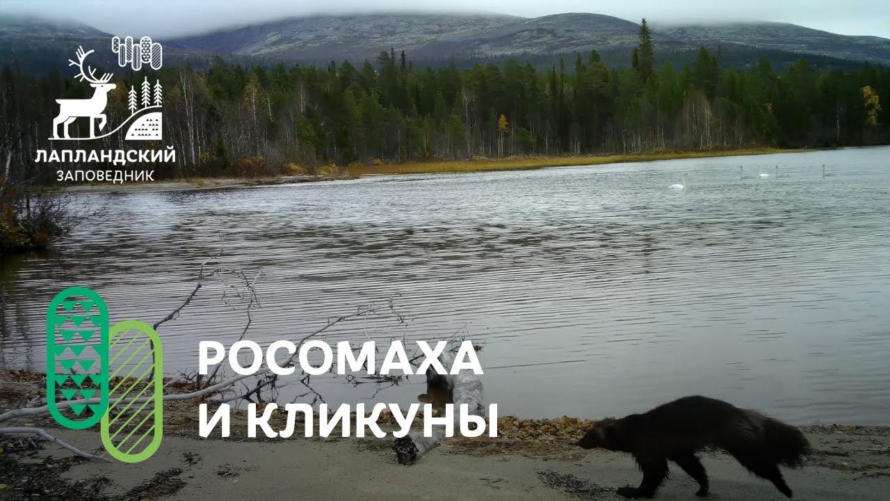 Росомаха и лебеди-кликуны. Фотоловушка Лапландского заповедника смотреть онлайн