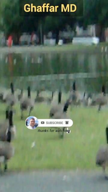 branta hutchinsii 🇬🇧 смотреть онлайн