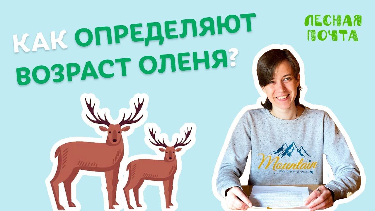 Как определяют возраст оленя? Лесная почта Лапландского заповедника смотреть онлайн