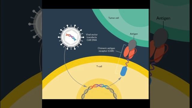 Car T cell production #biology #science #cancer смотреть онлайн