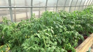 Поучительная томатная история с сортом Де Барао. Закончилась печально.