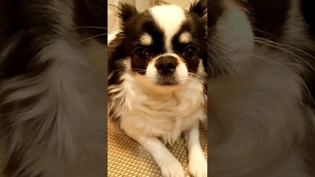 Спасибо за 10 подписчиков!!! 🐶🥳🥳🥳