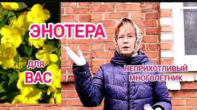 Энотера. Многолетник моего сада.Одни плюсы! смотреть онлайн