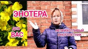 Энотера. Многолетник моего сада.Одни плюсы!