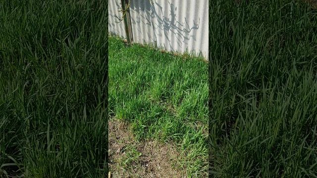 Новости с участка. Как попасть в детский сад.