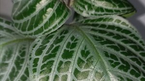 Хамерантемум жильчатый (жилковый) - Chamaeranthemum venosum. Серебряный красавец на подоконнике.