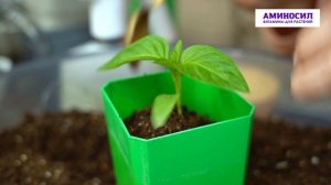 Друзья, сегодня расскажем вам, как из торфяных таблеток пересадить рассаду перцев