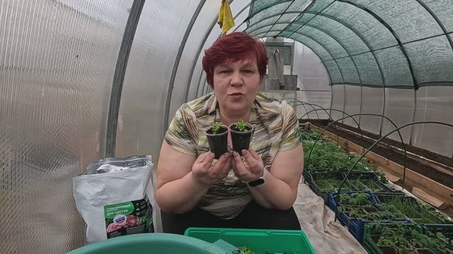 Пикировка лобелии!! Буду исправляться на следующий год!! смотреть онлайн