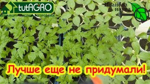 СКЕПТИКИ РЫДАЮТ ОТ ДОСАДЫ: крепкая рассада ДАЖЕ без подсветки и подкормок!