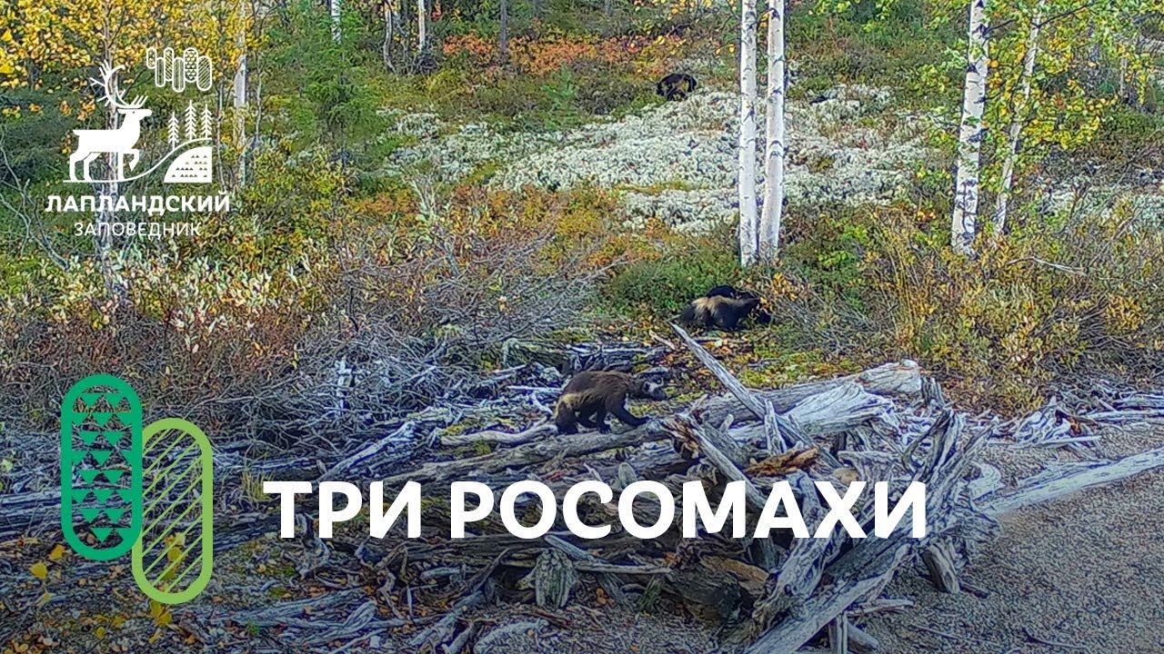 Три росомахи. Фотоловушка Лапландского заповедника смотреть онлайн