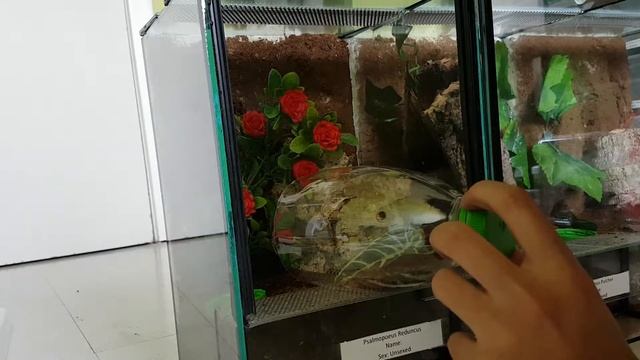 Psalmopoeus Rehouses! смотреть онлайн