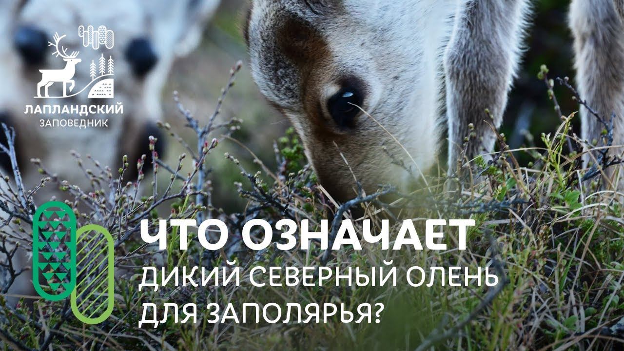 Что означает дикий северный олень для Заполярья? смотреть онлайн
