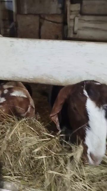 Счастливая мамашка смотреть онлайн