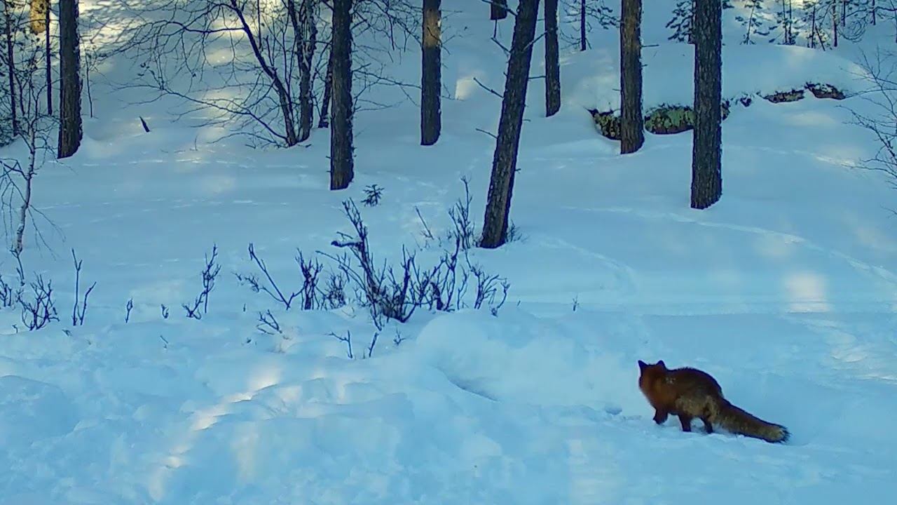 Куница, олень и лисица зимой. Фотоловушка Лапландского заповедника смотреть онлайн