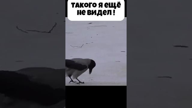 умная ворона смотреть онлайн